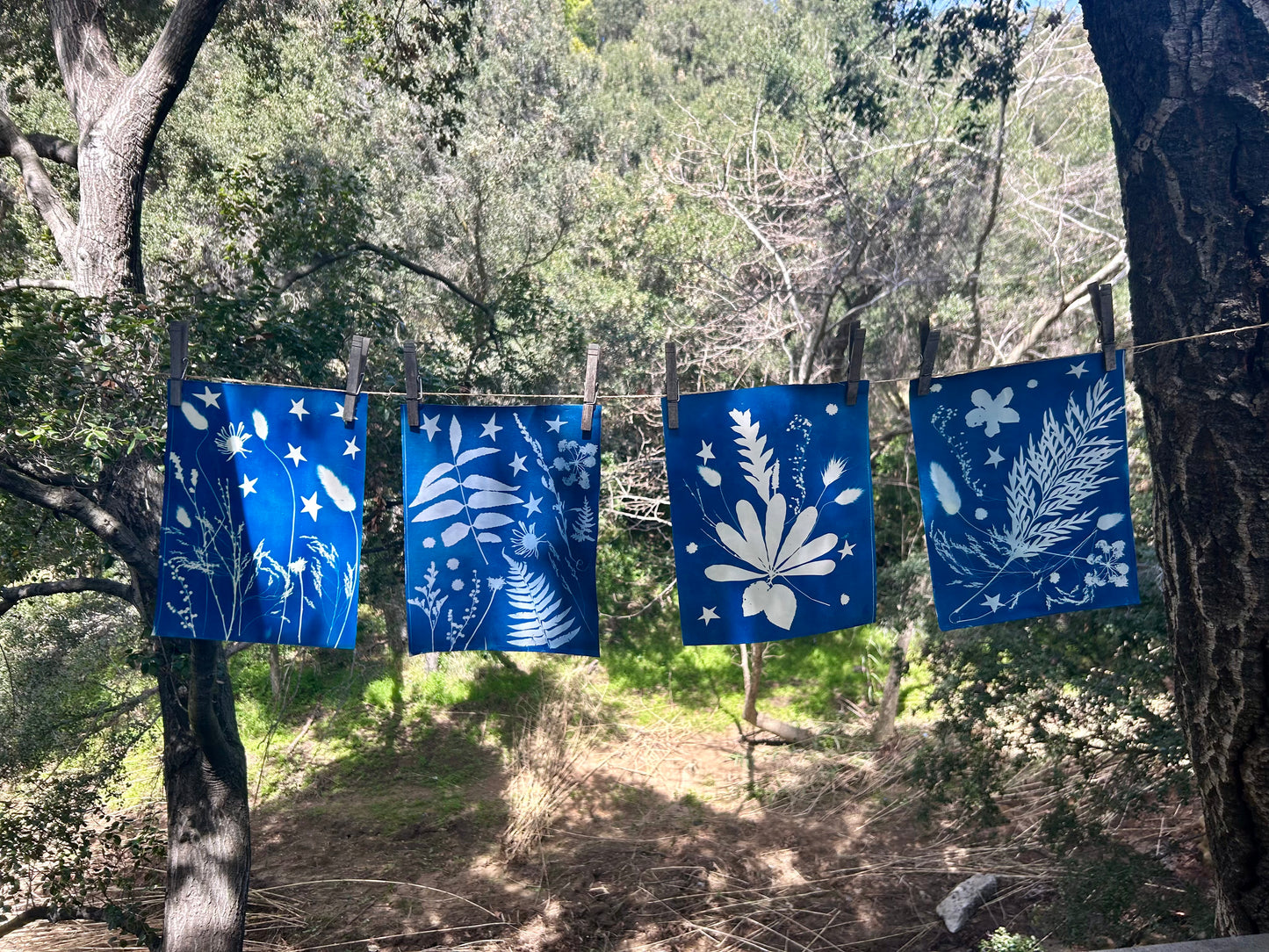 Magic of Cyanotype